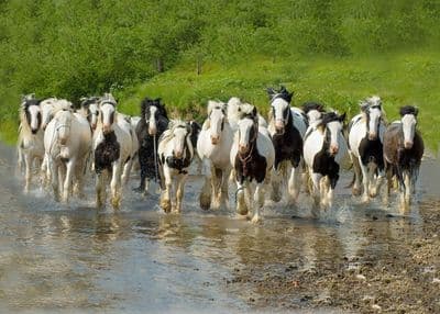 The Horse Wash Appleby Greetings Card
