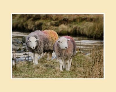 The Multicoloured Herdies Herdwick Sheep Print