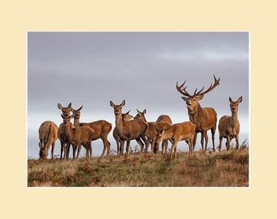The Rut Red Deer Herd Print