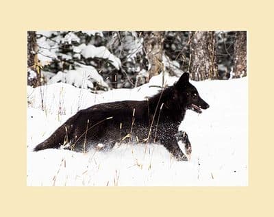 The Wild Wolves of Alberta - Black Wolf Running Print