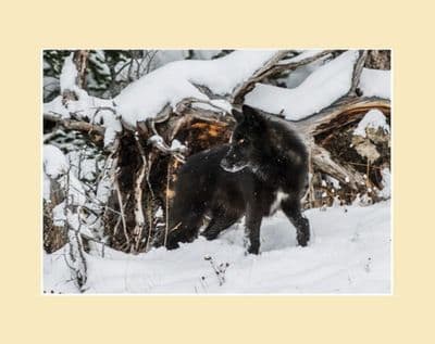 The Wild Wolves of Alberta - Black Wolf Standing Print