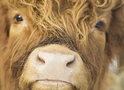 Up To The Lens Large Unmounted Highland Cow Print