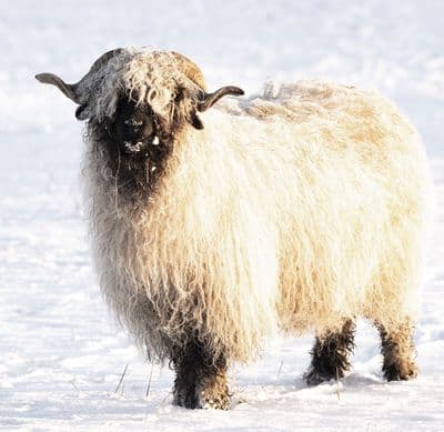 Valais Blacknose Sheep Square Greetings Card