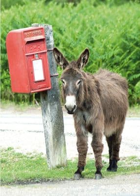 Waiting For The Mail Donkey Greetings Card