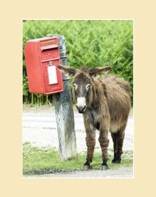 Waiting for the Mail Donkey Print