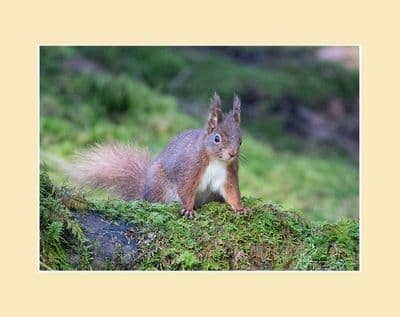 Walls and Byways. Red Squirrel Photographic Print