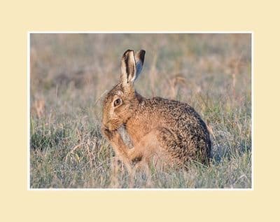 Wash Time Brown Hare Print