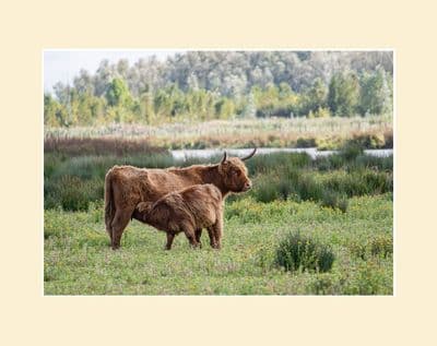 Watery Wonderland-Highland Cattle Photographic Print