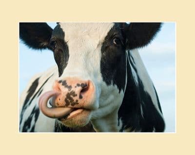 Westwood Cattle - Black and White Licky Cow Print