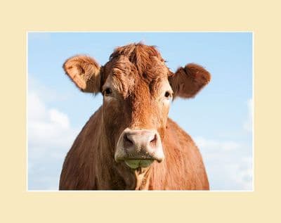 Westwood Cattle - Limousin Cow Face Print