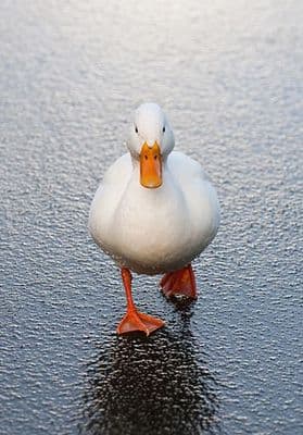 White Duck Large A5 Greetings Card