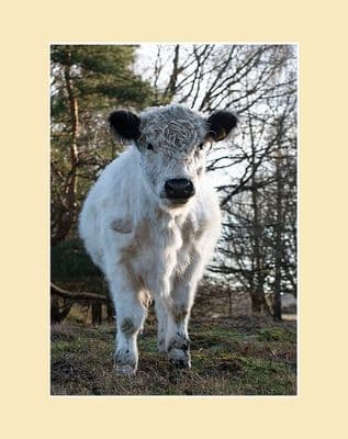 White Galloway Calf Print