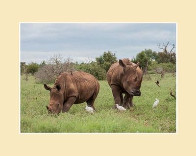 White Rhino and Calf Print