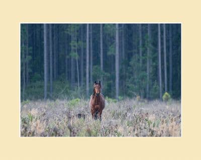 Wild Horses  Australian Brumby Forest Stallion Print