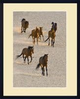 Wild Horses of the Namib Photo Print
