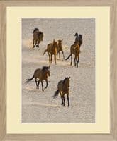 Wild Horses of the Namib Photo Print