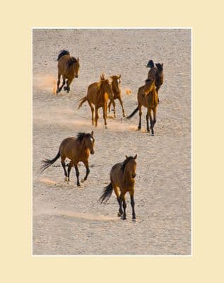 Wild Horses of the Namib Photo Print