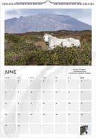Wild Horses Special Edition A3 Wall Calendar