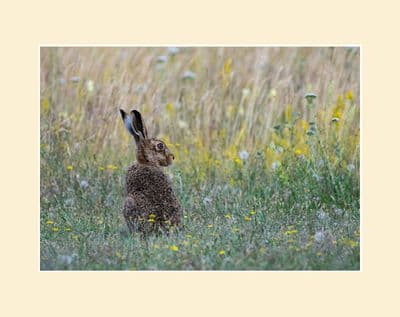 Wildflower Pastures- Brown Hare Photographic Print