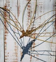 Willow Weaving for Gardeners Workshop BTO Thetford