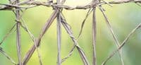 Willow Weaving for Gardeners Workshop BTO Thetford