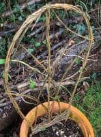 Willow Weaving for Gardeners Workshop BTO Thetford