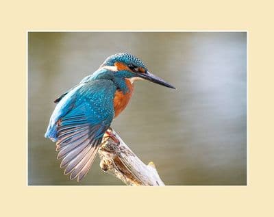 Wing Stretch Kingfisher Print
