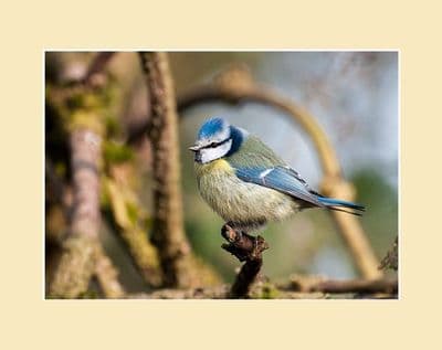 Woodland Blue Tit Print