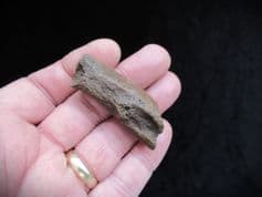 "Dugong Rib" Mataxytherium floridanum