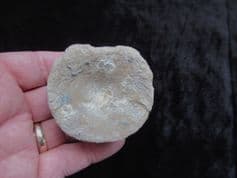 "Ichthyosaur" Brachpyterygius extremus vertebra