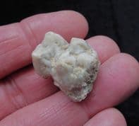 "Unicorn Pig" Kubanochoerus gigas tooth