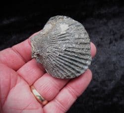 3 d  Pseudopecten acuticosta (Lamark )