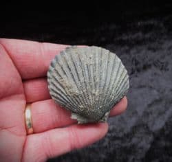 3 d  Pseudopecten acuticosta (Lamark )