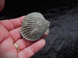 3 d  Pseudopecten acuticosta (Lamark )