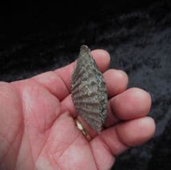 3 d  Pseudopecten acuticosta (Lamark )