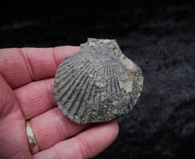 3 d  Pseudopecten acuticosta (Lamark )