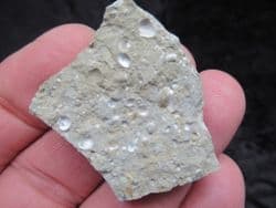 A bed of Oxytoma fallax (P.Flucker 1868)