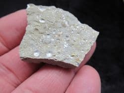 A bed of Oxytoma fallax (P.Flucker 1868)