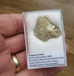 Acrodus cf. leidus from Brockhill Quarry