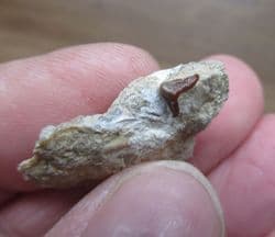 Acrodus cf. leidus from Brockhill Quarry