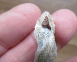 Acrodus cf. leidus from Brockhill Quarry
