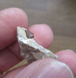 Acrodus cf. leidus from Brockhill Quarry