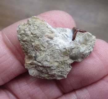 Acrodus cf. leidus from Brockhill Quarry