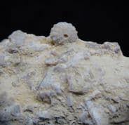 Acrosalenia Bryozoan and Brachiopod from the Oxfordian