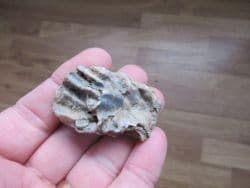 Actinostreon gregareum from Weymouth