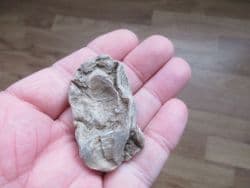 Actinostreon gregareum from Weymouth