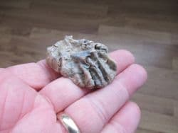 Actinostreon gregareum from Weymouth