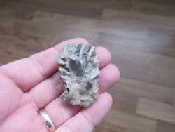 Actinostreon gregareum from Weymouth