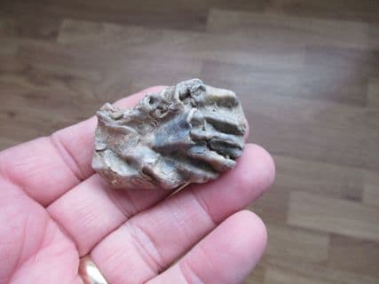 Actinostreon gregareum from Weymouth