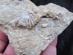 Actinostreon  marshi (J. Sowerby)